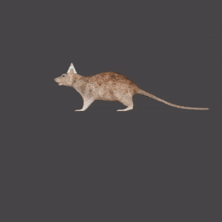 spinning rat gif